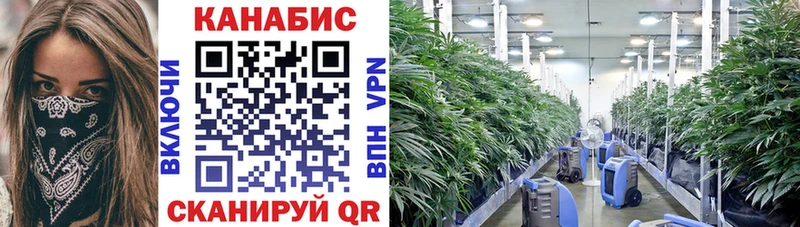 Купить закладки  Тайшет  Каннабис сатива 